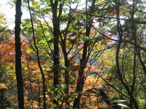 登山道
